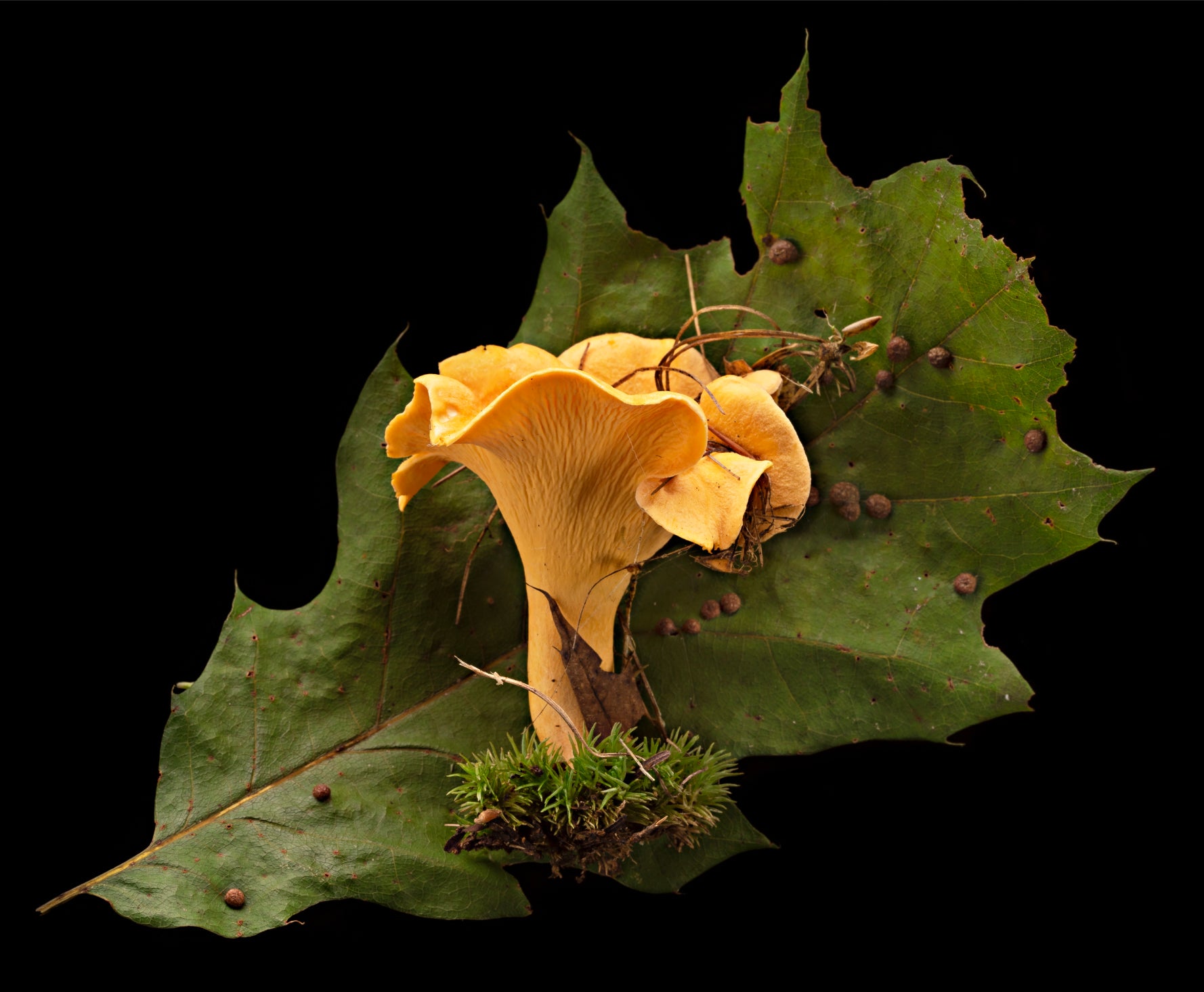 "CHANTERELLE" By Frank Spinelli