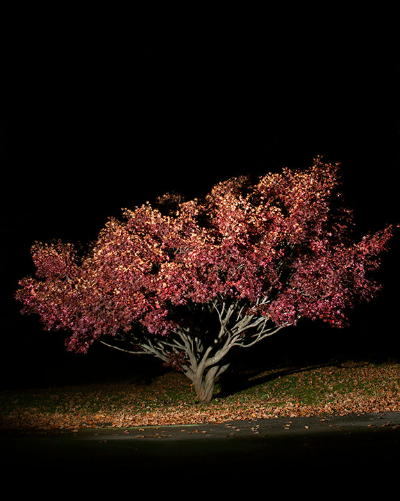 COLOR PHOTOGRAPH, "UNTITLED #2", A NIGHT CONTEMPLATION SERIES BY DANELLE MANTHEY