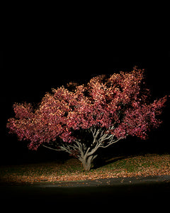 COLOR PHOTOGRAPH, "UNTITLED #2", A NIGHT CONTEMPLATION SERIES BY DANELLE MANTHEY