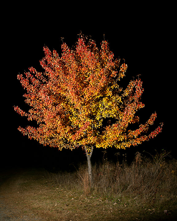 COLOR PHOTOGRAPH, "UNTITLED #3", A NIGHT CONTEMPLATION SERIES BY DANELLE MANTHEY