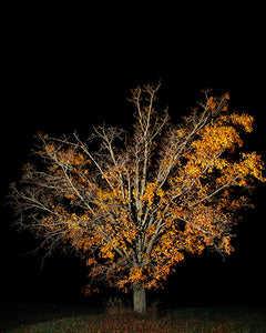 COLOR PHOTOGRAPH, "UNTITLED #4", A NIGHT CONTEMPLATION SERIES BY DANELLE MANTHEY