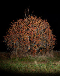 COLOR PHOTOGRAPH, "UNTITLED #6", A NIGHT CONTEMPLATION SERIES BY DANELLE MANTHEY
